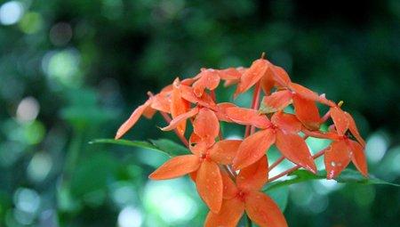 仙丹花-花百科