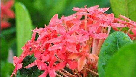雨后仙丹花