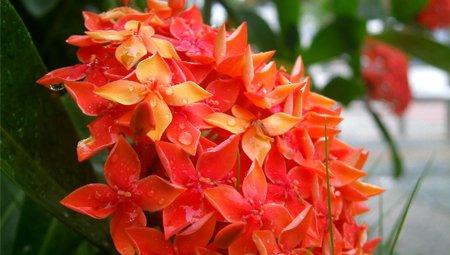 仙丹花