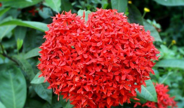 仙丹花怎么修剪好