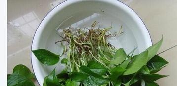 浸泡绿萝