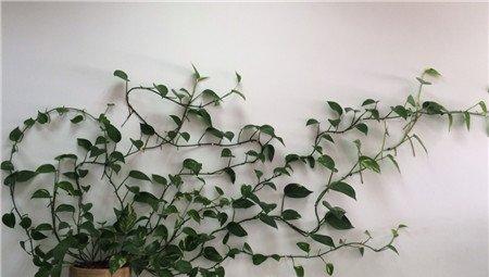 爬墙的绿萝