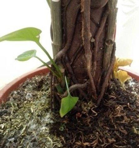 绿萝抹稍法