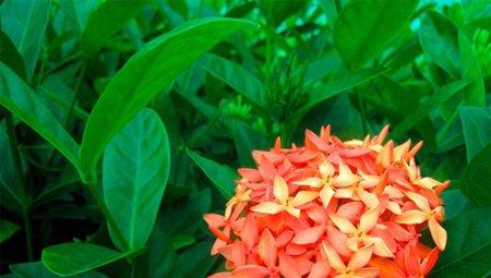 仙丹花的施肥方法
