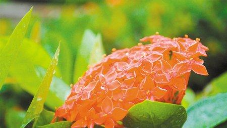 仙丹花怎么施肥