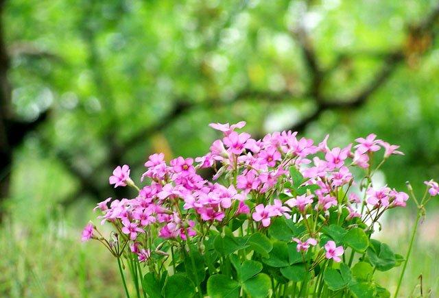 酢浆草开花的环境要求