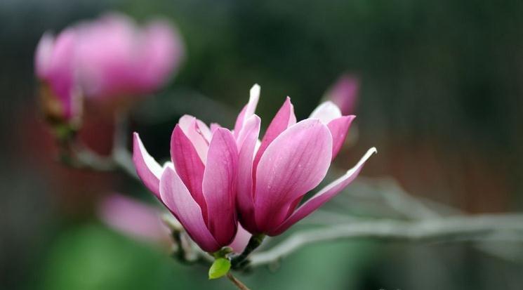 玉兰花开 玉兰花开