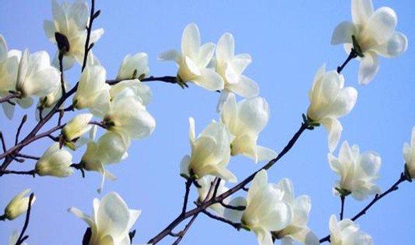 玉兰的养殖方法