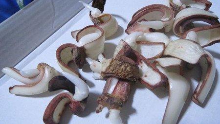 朱顶红的双鳞片繁殖