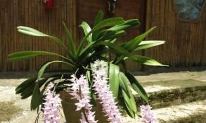 指甲兰种植方法