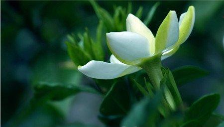 栀子花 栀子花