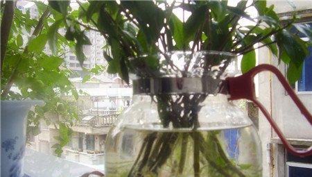 栀子花 栀子花
