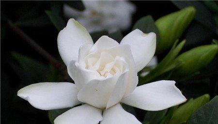 栀子花 栀子花