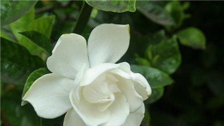 栀子花 栀子花