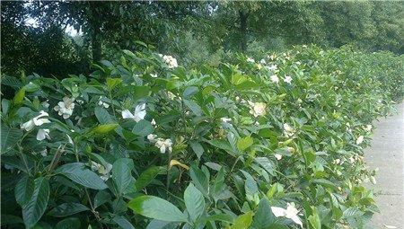 大片的栀子花 大片的栀子花
