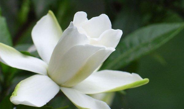 栀子花怎么浇水