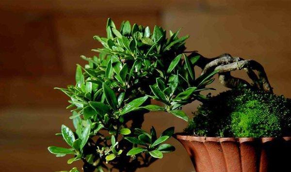 栀子花怎样换盆