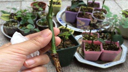 月季环剥 月季环剥