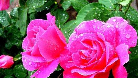 月季花浇水的图