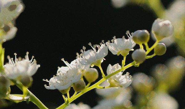 珍珠梅播种方法
