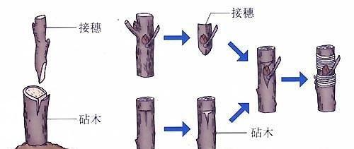 发财树砧木与接穗 发财树砧木与接穗