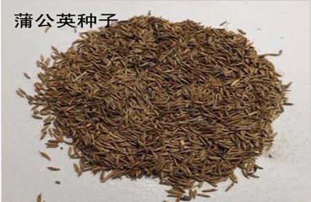 蒲公英种子