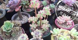盆栽多肉植物