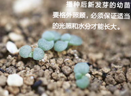 多肉种子保存 多肉种子保存