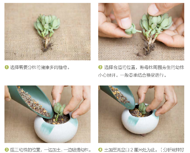 多肉分株步骤 多肉分株步骤