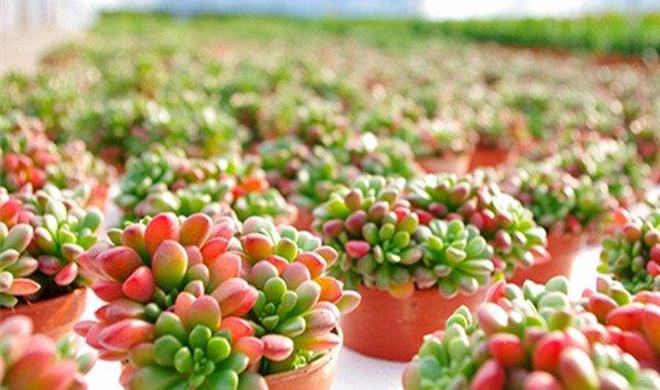 多肉植物如何施肥