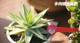 多肉植物施肥