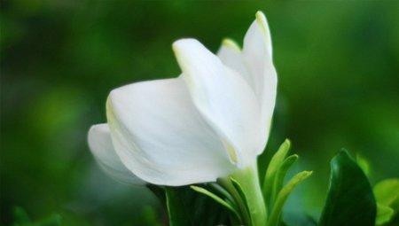 栀子花移栽方法