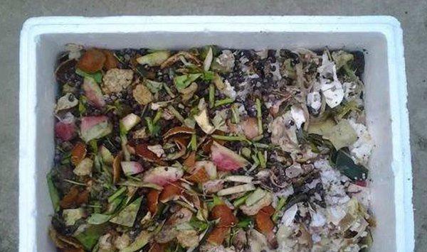 怎么自制栀子花肥料