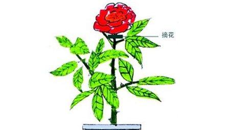 栀子花摘叶、摘花