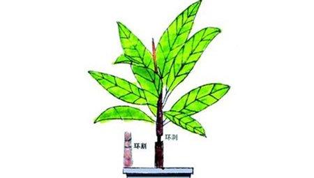 栀子花环割与环剥