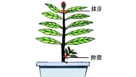 栀子花抹芽和除蘖