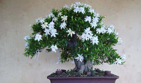 栀子花生长期修剪方法