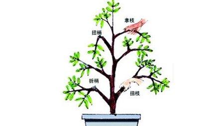 栀子花扭梢、折梢、拧枝与拿枝