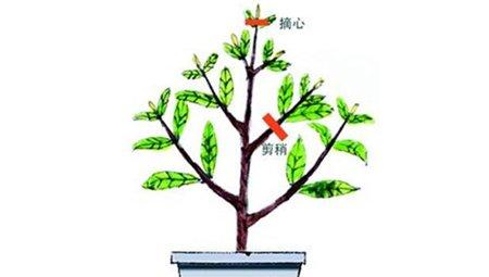 栀子花摘心和剪梢