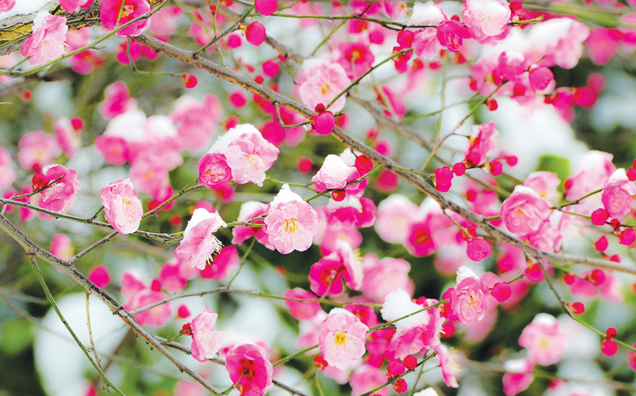 四季开放的梅花 四季开放的梅花