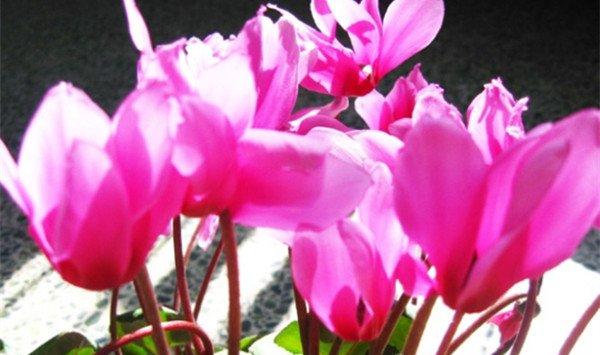仙客来萌芽期的管理方法