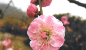 梅花