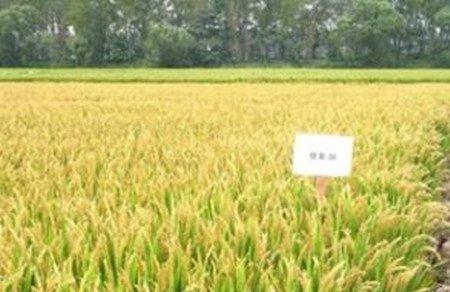 蒲公英培育播种