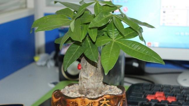 发财树夏季养殖养护方法 发财树夏季养殖养护方法