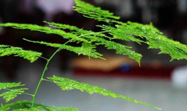 文竹怎么分株分盆移栽