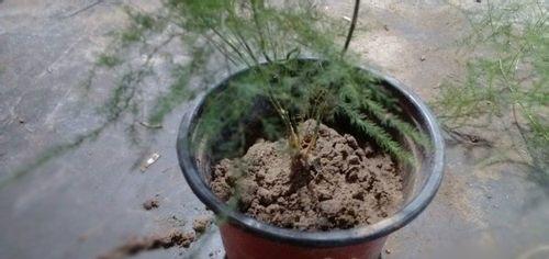 文竹分株完成