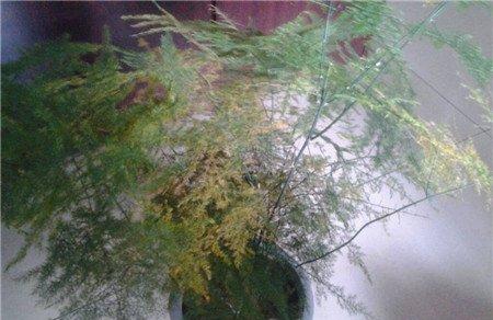 生长不良的文竹 生长不良的文竹