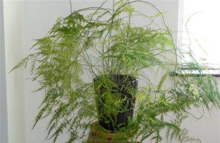 3~4年的文竹蔓性生长 3~4年的文竹蔓性生长