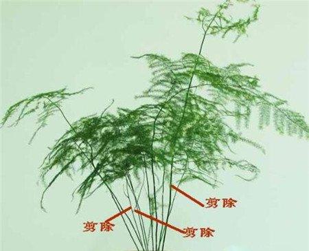 1~2年生的文竹 1~2年生的文竹