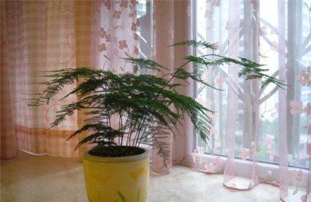 文竹的趋光性修剪 文竹的趋光性修剪